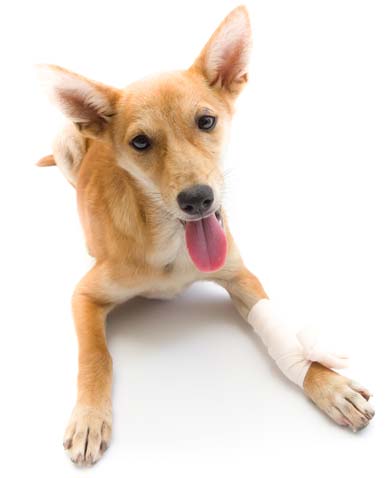 24-Hour Emergency Vet Care | Complete Pet Care Animal Hospital