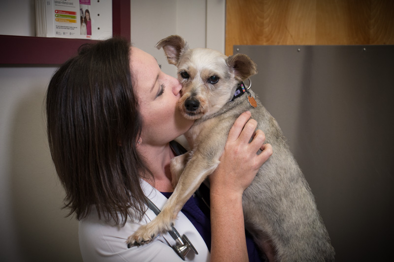 Best Raleigh Vet | Complete Pet Care Animal Hospital